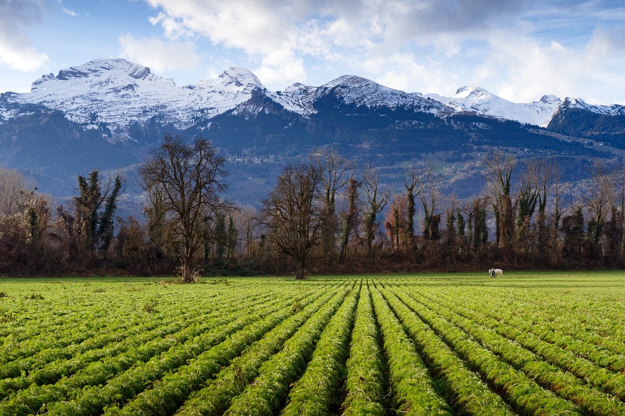 What is Vertical Farming and How Does it Contribute to Sustainability?